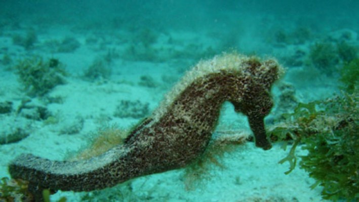 Pipefish (5)_551